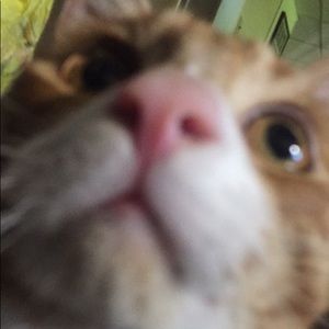 Meet your Posher, Charlotte